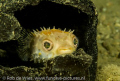   Juvenile Porcupine fish hiding coconut. Phote taken 60 macro lense. coconut lense  